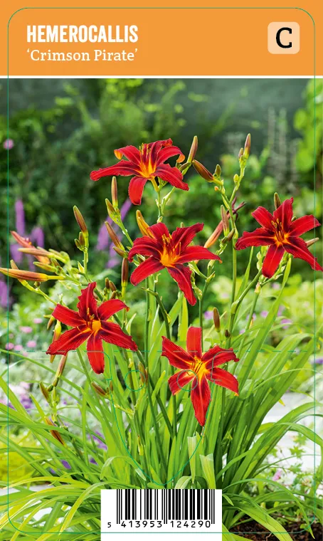 Tarhapäivänlilja, punainen
Hemerocallis ’Crimson Pirate’ VIPS