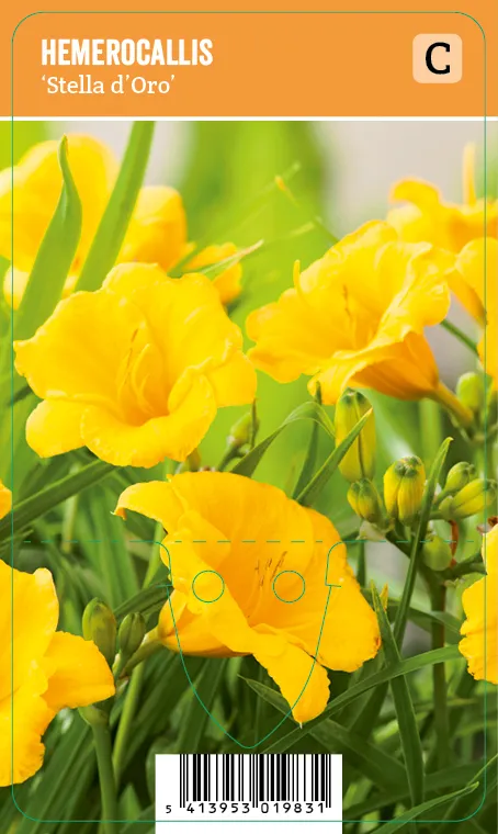 Tarhapäivänlilja, keltainen
Hemerocallis ’Stella d’Oro’ VIPS