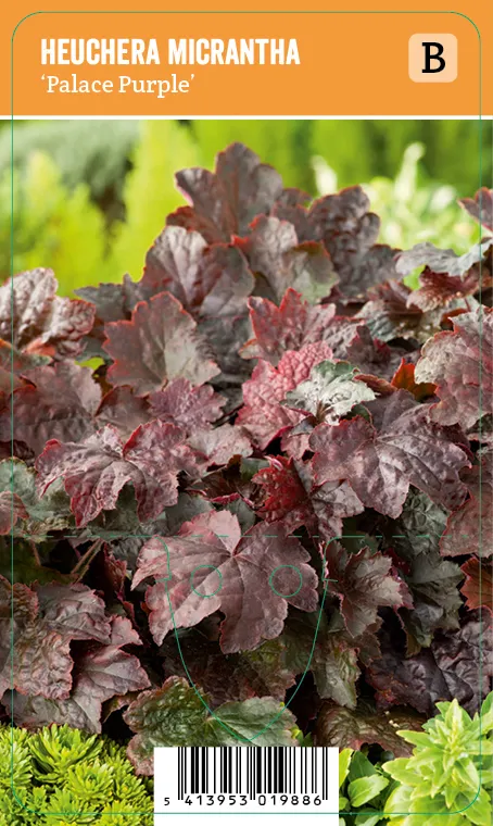 Purppurakeijunkukka
Heuchera micrantha ’Palace Purple’ VIPS