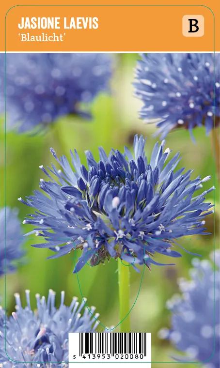 Etelänmunkki
Jasione laevis ’Blaulicht’ VIPS