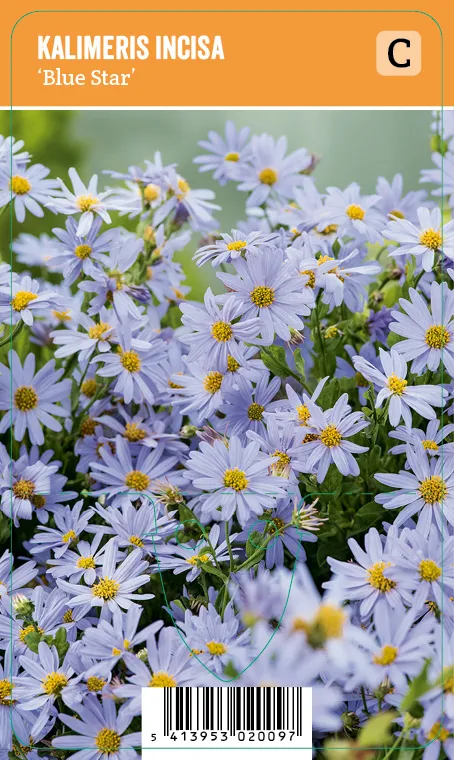 Metsäasteri
Kalimeris incisa ’Blue Star’ VIPS