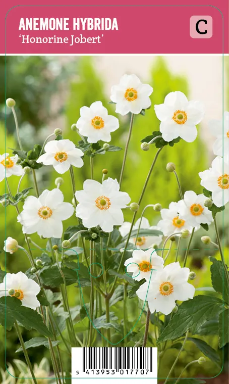 Tarhasyysvuokko – Anemone hybrida ’Honorine Jobert’ VIPS