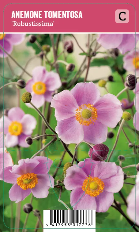 Hopeasyysvuokko – Anemone tomentosa ’Robustissima’ VIPS