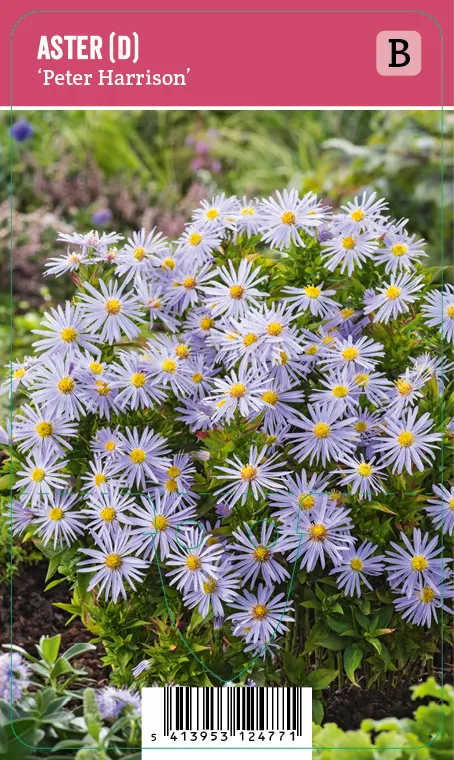Reunusasteri – Aster dumosus ’Peter Harrison’ VIPS