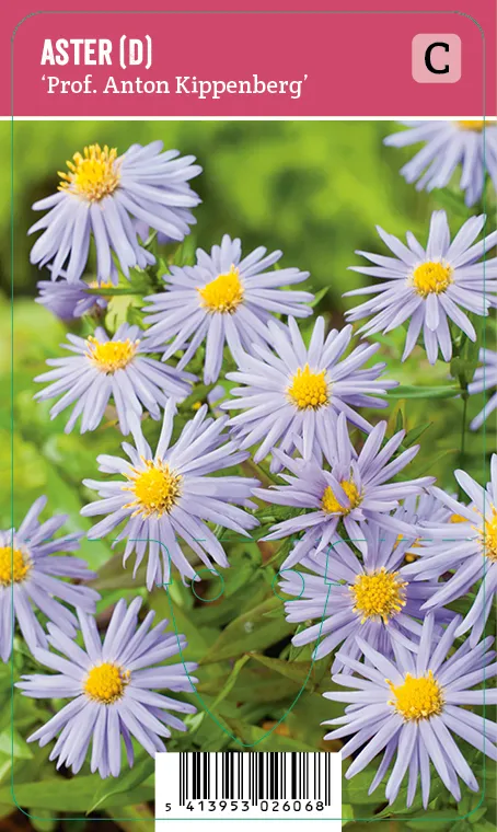 Reunusasteri – Aster dumosus ’Prof. Anton Kippenberg’ VIPS