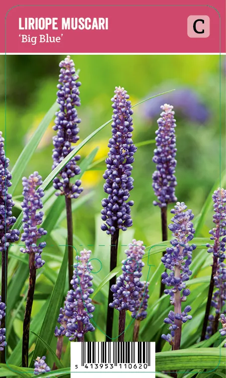 Liriope Liriope muscari ’Big Blue’ VIPS