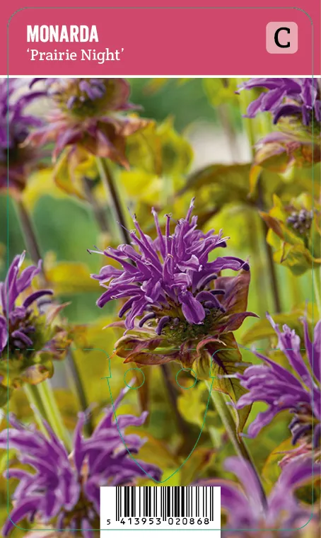 Punaväriminttu, violetti – Monarda didyma ’Prairie Night’ VIPS