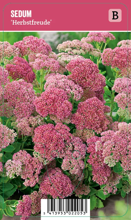 Komeamaksaruoho – Sedum ’Herbstfreude’ VIPS