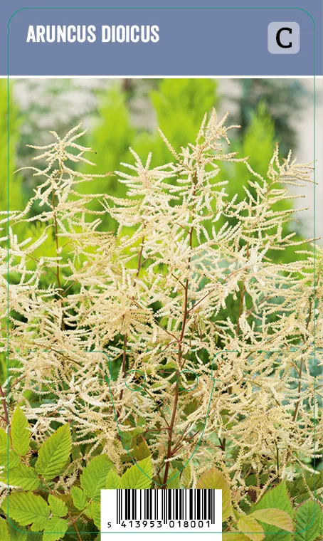 Isotöyhtöangervo – Aruncus dioicus VIPS