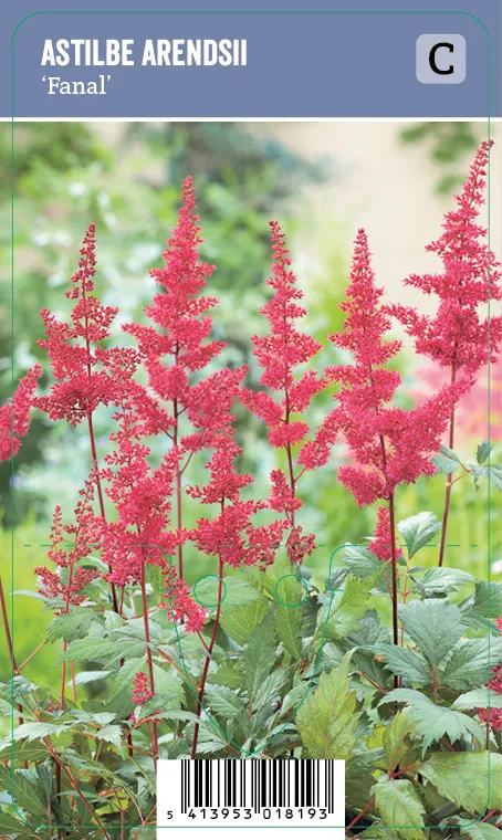 Angervo, Tarhajaloangervo, punainen – Astilbe arendsii ’Fanal’ VIPS