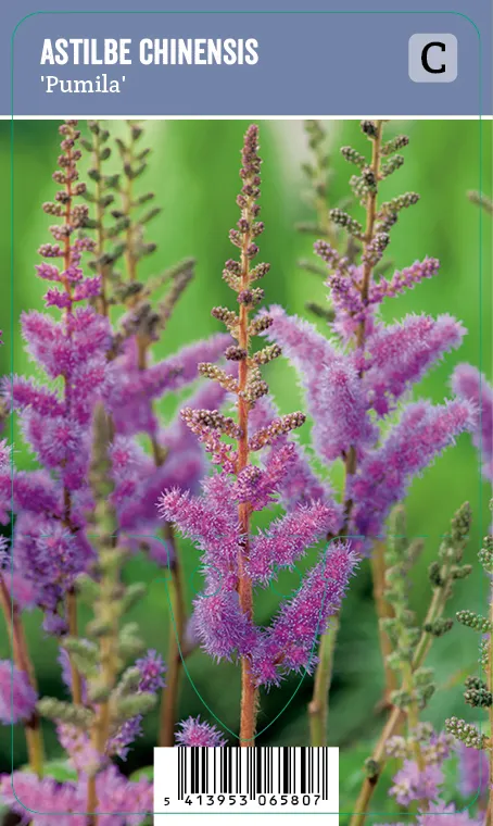 Angervo, Kääpiöjaloangervo – Astilbe chinensis ’Pumila’ VIPS