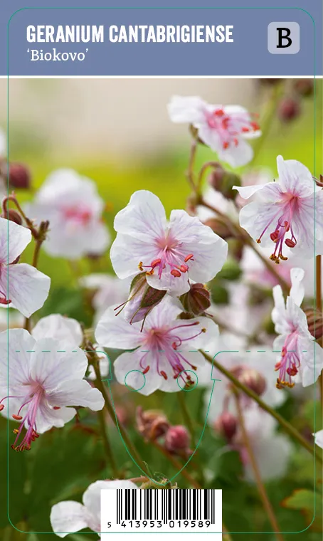 Peittokurjenpolvi – Geranium cantabrigiense ’Biokovo’ VIPS