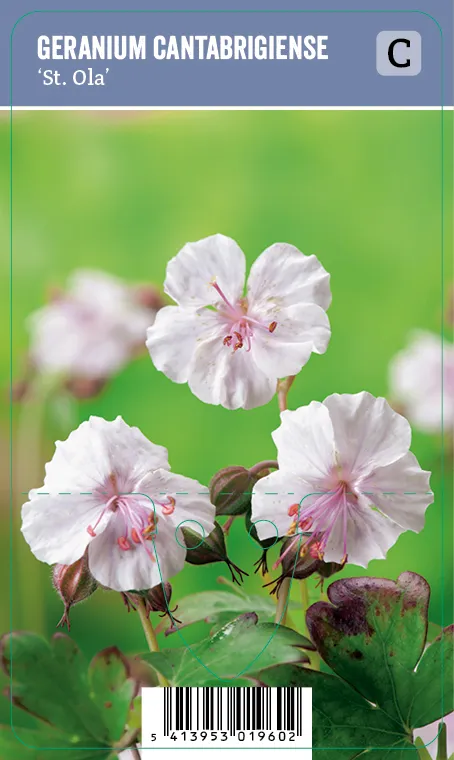 Peittokurjenpolvi – Geranium cantabrigiense ’St. Ola’