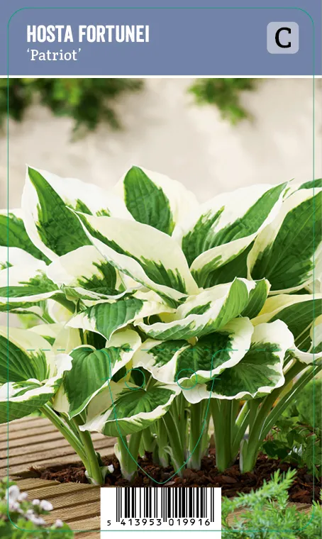 Komeakuunlilja – Hosta fortunei ’Patriot’ Hosta fortunei 'Patriot' Vips