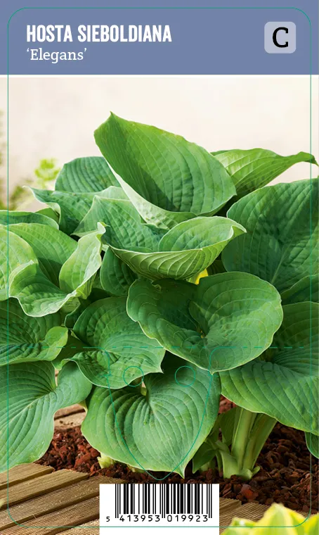 Komeasinikuunlilja – Hosta sieboldiana ’Elegans’ Vips