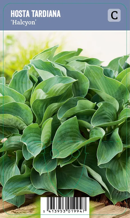 Tarhakuunlilja – Hosta tardiana ’Halcyon’ VIPS
