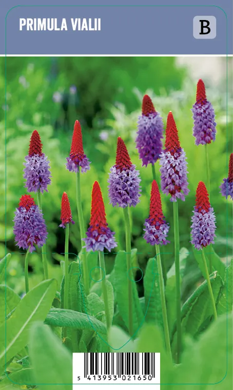 Tähkäesikko – Primula vialii VIPS