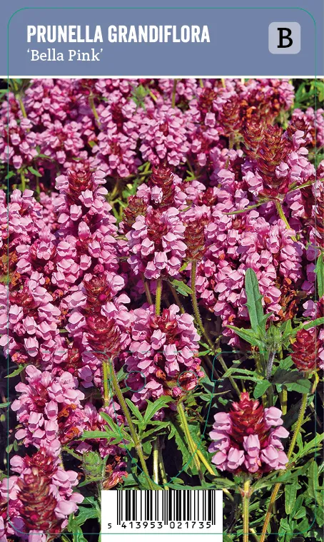 Isoniittyhumala – Prunella grandiflora ’Bella Pink’ VIPS