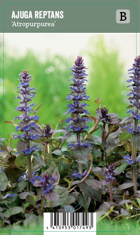 Rentoakankaali – Ajuga reptans ’Atropurpurea’ VIPS