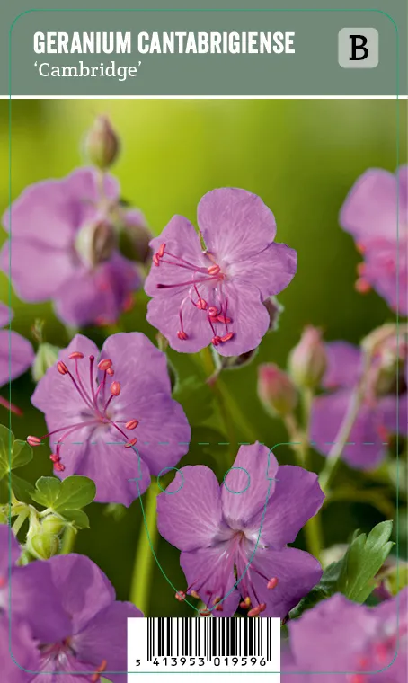 Peittokurjenpolvi – Geranium cantabrigiense ’Cambridge’ VIPS