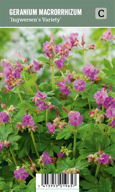 Tuoksukurjenpolvi – Geranium macrorrhizum ’Ingwersen’s Variety’ VIPS