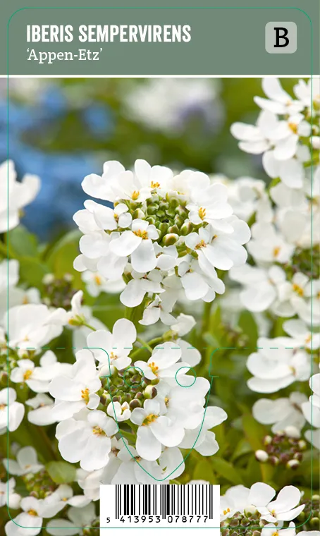 Talvisaippo – Iberis sempervirens ’Appen-Etz’ VIPS