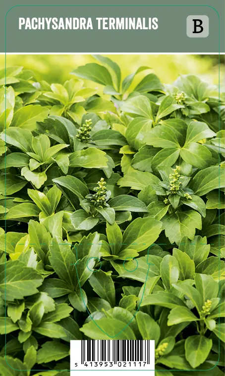 Varjoyrtti – Pachysandra terminalis VIPS