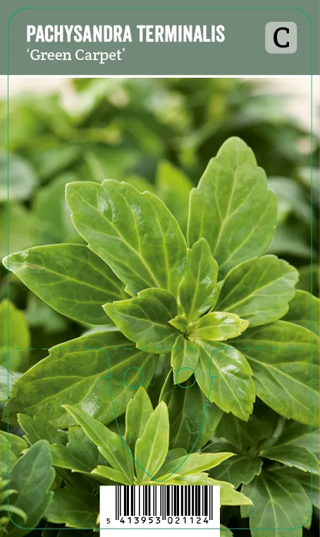 Varjoyrtti – Pachysandra terminalis ’Green Carpet’ VIPS