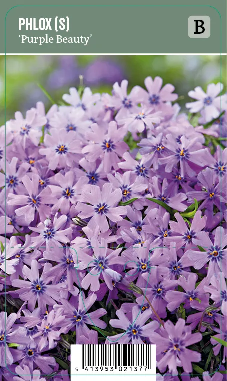 Sammalleimu, liila – Phlox subulata ’Purple Beauty’ VIPS