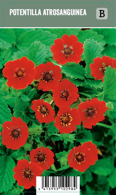 Hanhikki, Verihanhikki – Potentilla atrosanguinea VIPS
