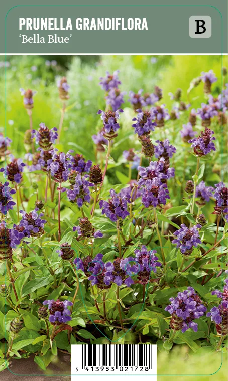 Isoniittyhumala – Prunella grandiflora ’Bella Blue’ VIPS