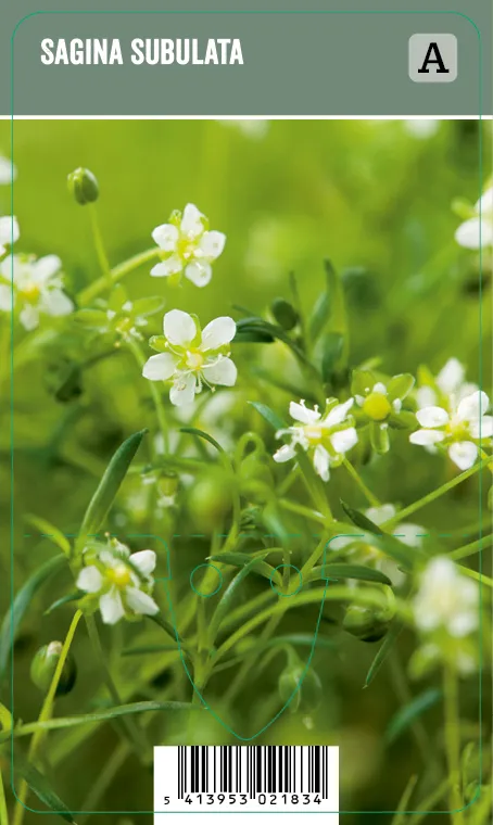 Polkuhaarikko – Sagina subulata VIPS