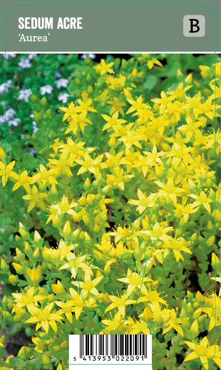 Keltamaksaruoho – Sedum acre ’Aurea’ VIPS