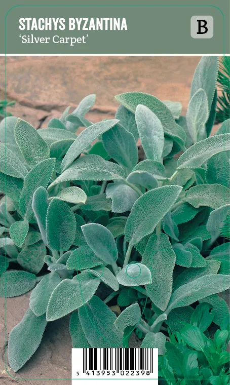 Nukkapähkämö – Stachys byzantina ’Silver Carpet’ VIPS