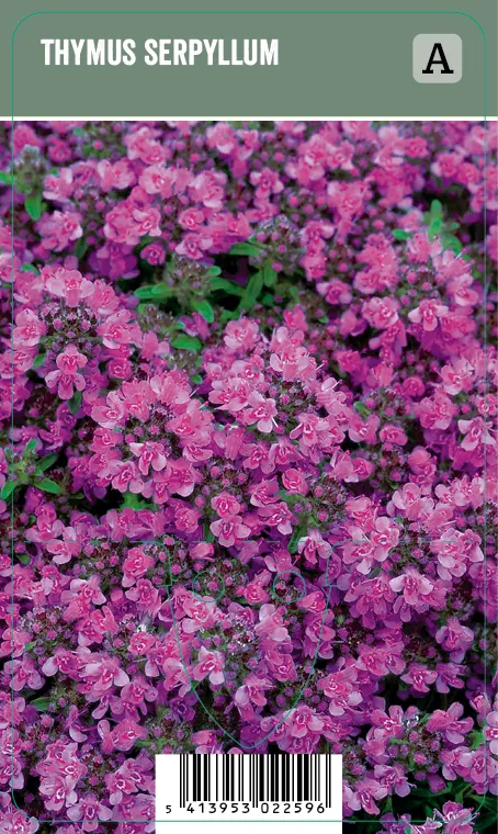 Kangasajuruoho – Thymus serpyllum VIPS