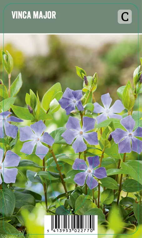 Isotalvio – Vinca major VIPS