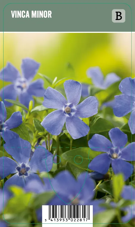 Pikkutalvio – Vinca minor VIPS