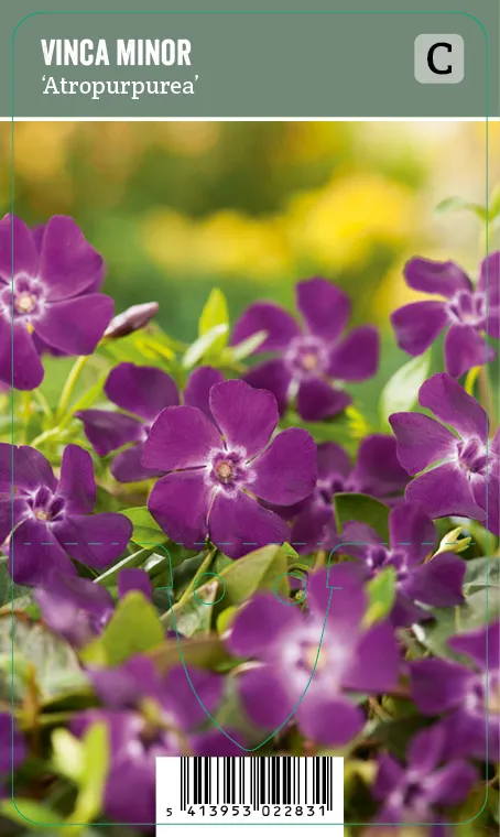 Pikkutalvio, purppura – Vinca minor ’Atropurpurea’ VIPS