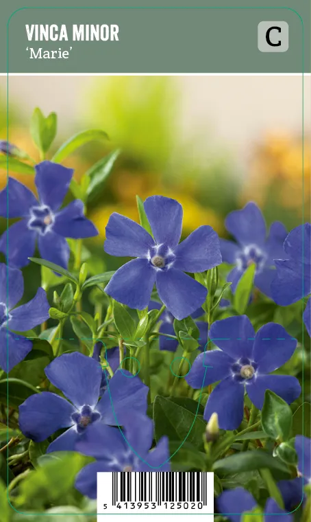 Pikkutalvio – Vinca minor ’Marie’ VIPS