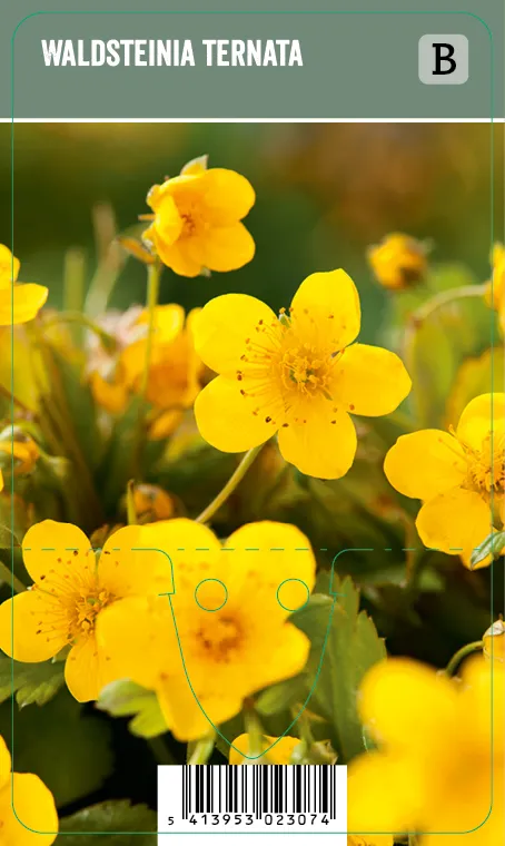 Rönsyansikka – Waldsteinia ternata VIPS