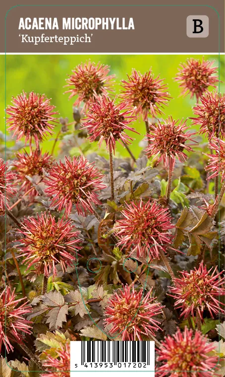 Ruskoakeena – Acaena microphylla ’Kupferteppich’ VIPS