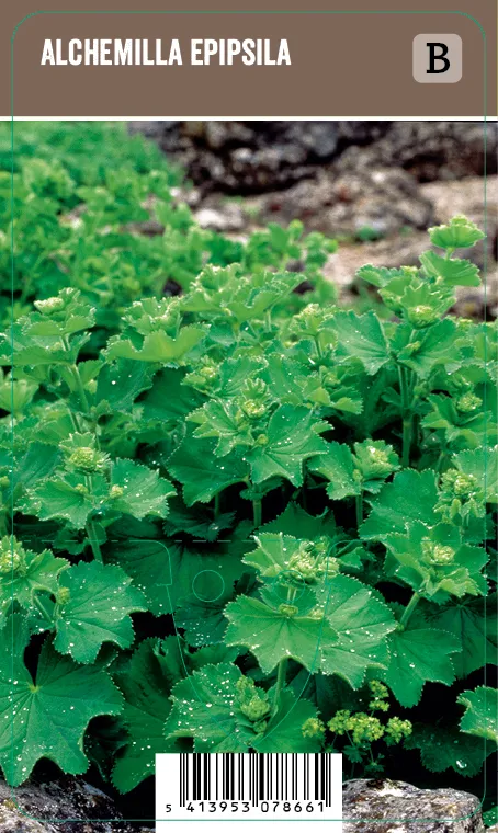 Komeapoimulehti – Alchemilla epipsila VIPS