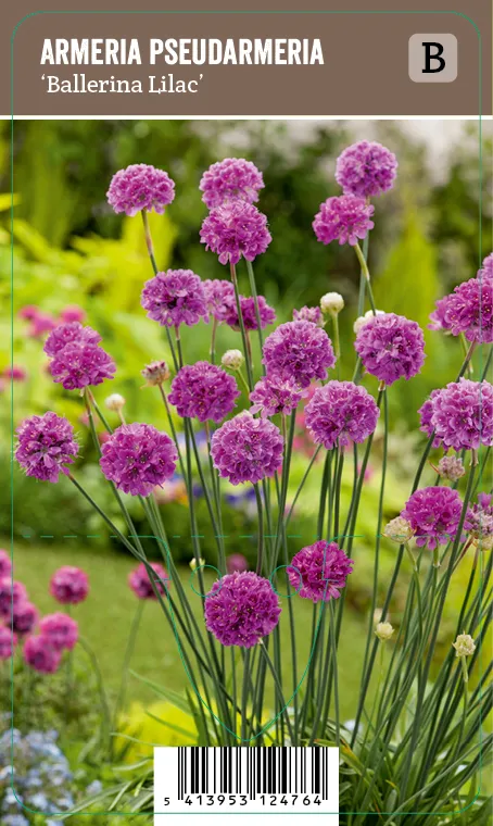 Maljalaukkaneilikka – Armeria pseudarmeria ’Ballerina Lilac’ VIPS