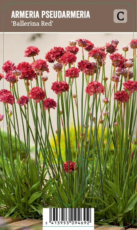 Maljalaukkaneilikka – Armeria pseudarmeria ’Ballerina Red’ VIPS