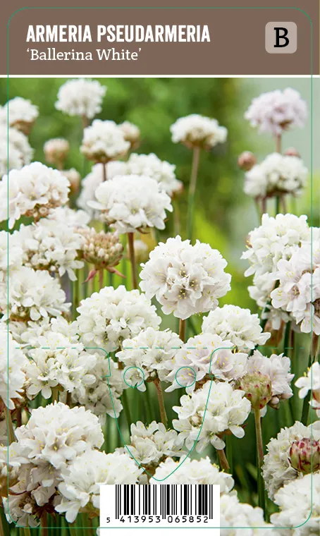 Maljalaukkaneilikka – Armeria pseudarmeria ’Ballerina White’ VIPS