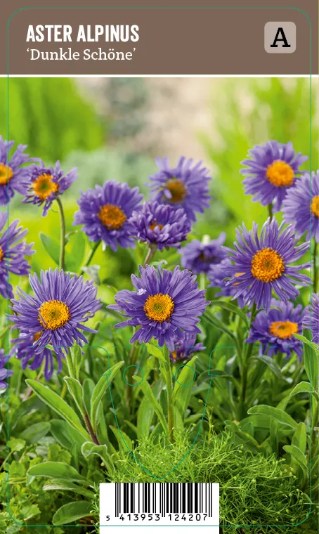 Alppiasteri – Aster alpinus ’Dunkle Schöne’ VIPS