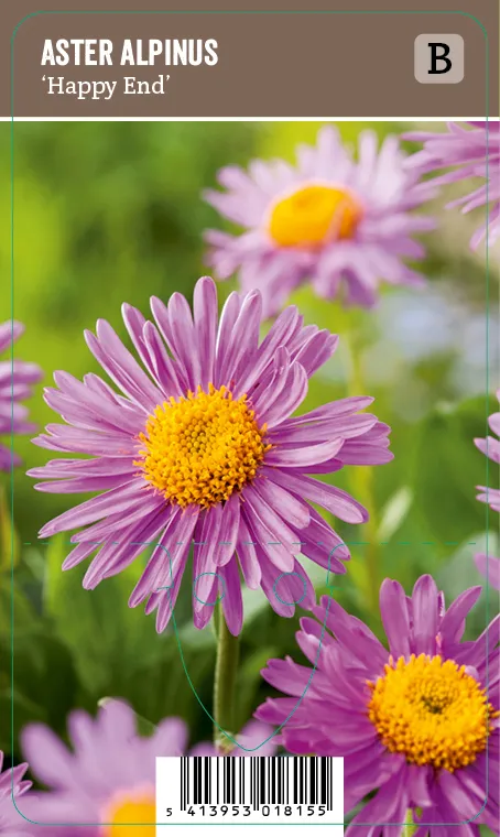 Alppiasteri – Aster alpinus ’Happy End’ VIPS