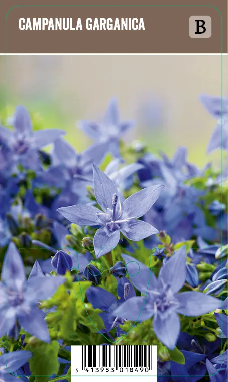 Italiankello – Campanula garganica VIPS