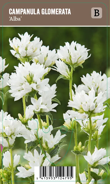 Peurankello, valkoinen – Campanula glomerata ’Alba’ VIPS