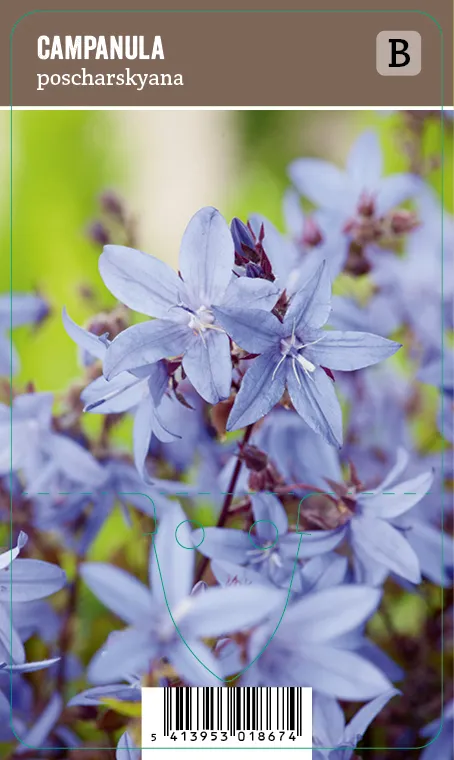 Tähtikello – Campanula poscharskyana VIPS